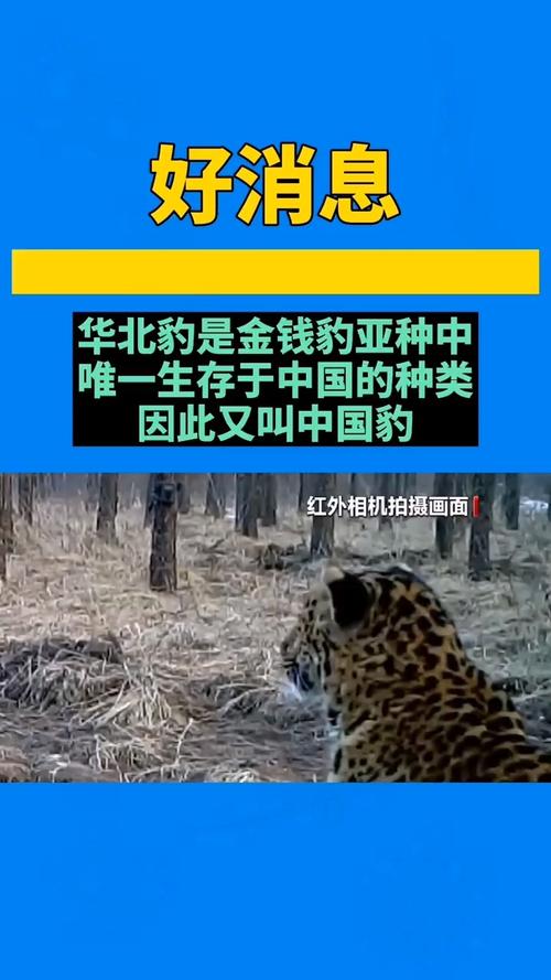华北豹vs中国豹的相关图片