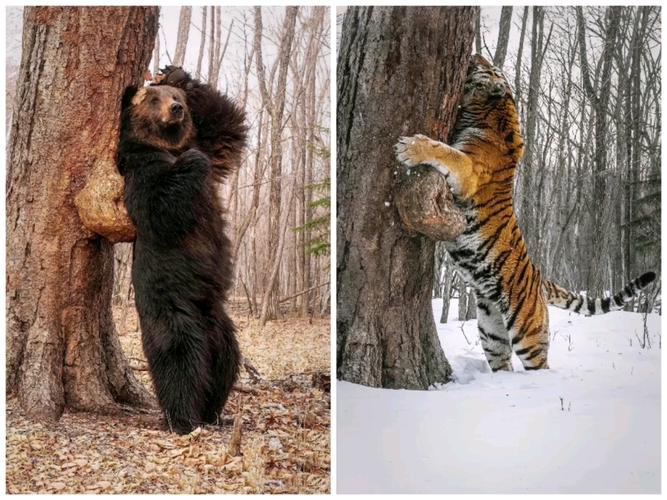 日本棕熊vs老虎谁厉害的相关图片